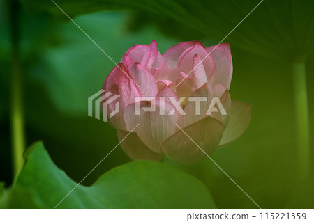 Flowered lotus flower 115221359