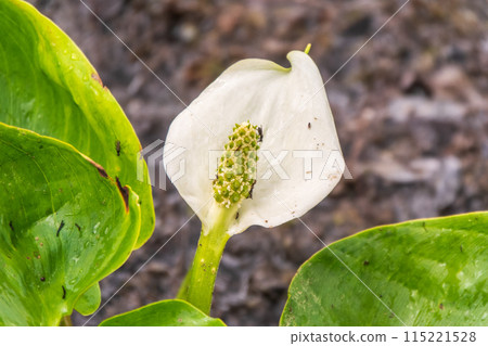 White Calla flower with their typical yellow-orange spadix 115221528