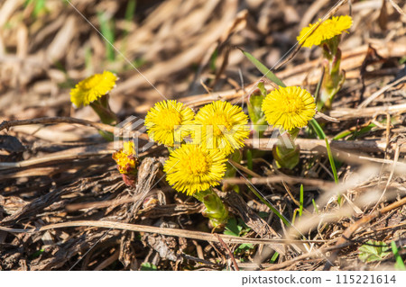 The spring primroses. The bright yellow flowers of coltsfoot in the sunshine. The spring primroses. The bright yellow flowers of coltsfoot in the sunshine. 115221614