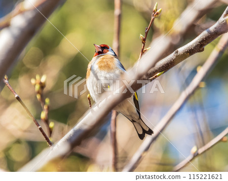 Detailed photo of an european goldfinch between branches 115221621