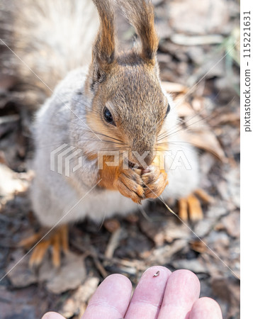 A squirrel in the spring or autumn eats nuts from a human hand. Eurasian red squirrel, Sciurus vulgaris A squirrel in the spring or autumn eats nuts from a human hand. Eurasian red squirrel, Sciurus vulgaris 115221631