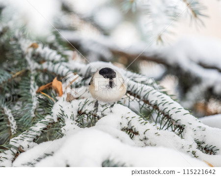 Cute bird the willow tit, song bird sitting on the fir branch with snow in winter Cute bird the willow tit, song bird sitting on the fir branch with snow in winter 115221642