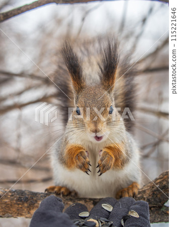 Squirrel eats nuts from a man's hand. Caring for animals in winter or autumn. 115221646
