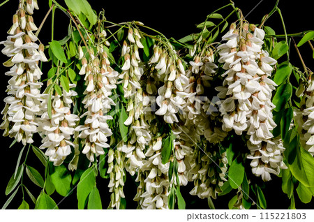 Blooming white acacia on a black background 115221803
