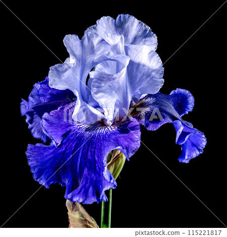 Blooming blue iris Mariposa Skies on a black background Blooming blue iris Mariposa Skies on a black background 115221817