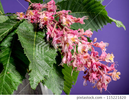 Blooming red horse-chestnut flowers on a purple background 115221820
