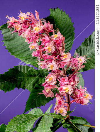Blooming red horse-chestnut flowers on a purple background Blooming red horse-chestnut flowers on a purple background 115221821