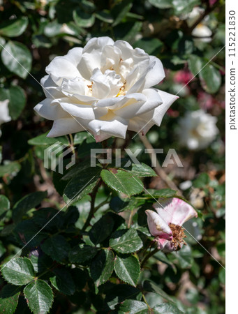 Blooming white rose on a green leaves background Blooming white rose on a green leaves background 115221830