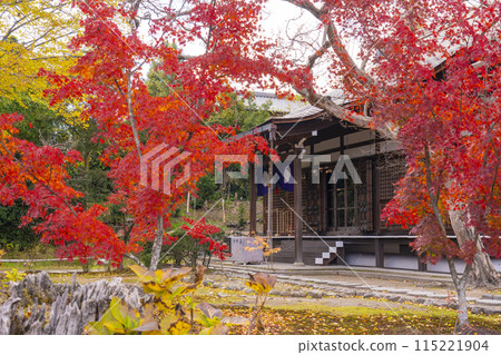 秋天的京都，甘修寺正殿被秋葉覆蓋 115221904