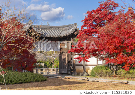 秋天的京都，觀修寺的中門（德門）被秋葉覆蓋 115221920