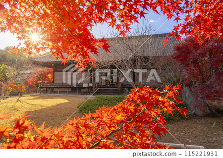 Autumn in Kyoto: Kanshuji Temple's Shinden Hall surrounded by autumn leaves 115221931