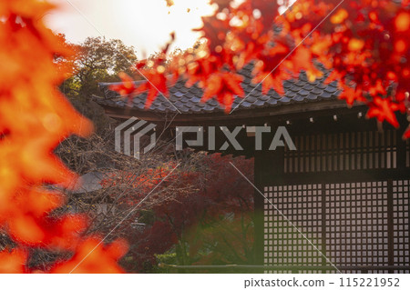 Autumn in Kyoto: Kanshuji Temple's Shinden Hall surrounded by autumn leaves 115221952