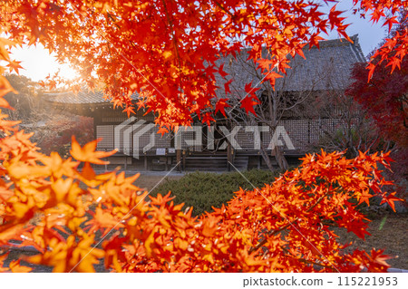 Autumn in Kyoto: Kanshuji Temple's Shinden Hall surrounded by autumn leaves Autumn in Kyoto: Kanshuji Temple's Shinden Hall surrounded by autumn leaves 115221953