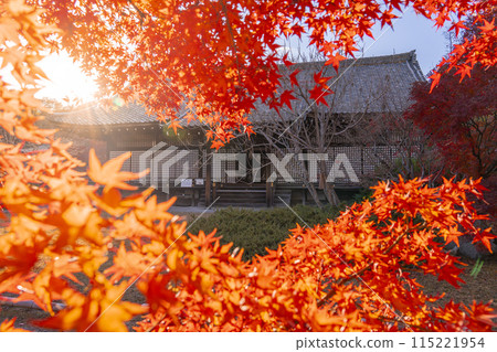 Autumn in Kyoto: Kanshuji Temple's Shinden Hall surrounded by autumn leaves Autumn in Kyoto: Kanshuji Temple's Shinden Hall surrounded by autumn leaves 115221954