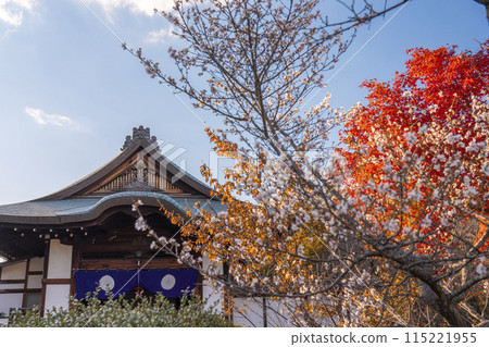 Autumn in Kyoto: Kanshuji Temple Kuri - Winter cherry blossoms and autumn leaves 115221955
