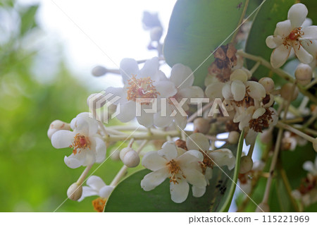 拍攝開花的紅厚殼特寫照片 拍攝開花的紅厚殼特寫照片 115221969