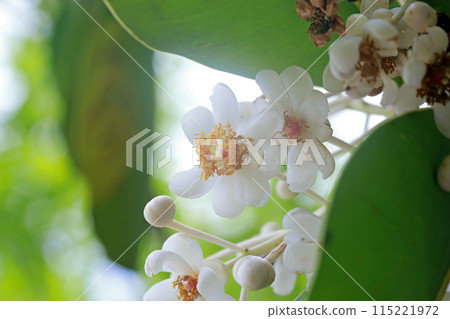 拍攝開花的紅厚殼特寫照片 115221972