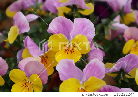 Close-up of pale purple and yellow viola flowers (horizontal) Close-up of pale purple and yellow viola flowers (horizontal) 115222244
