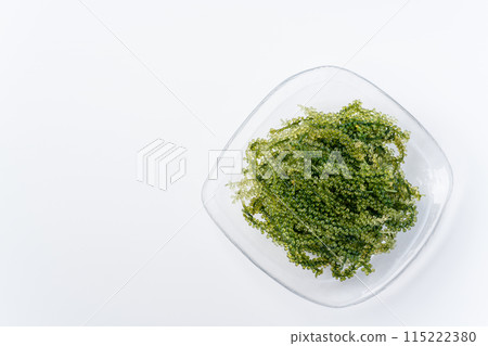 海洋葡萄 海洋葡萄 115222380