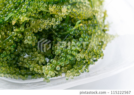 Close-up of sea grapes Close-up of sea grapes 115222567