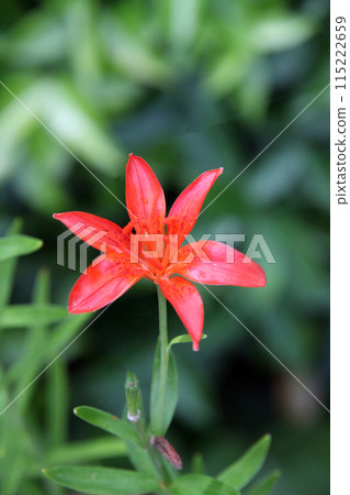 姬百合花 姬百合花 115222659