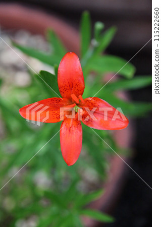 姬百合花 姬百合花 115222660