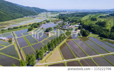 無人機攝影 | 滋賀縣高島市牧野町的鮮綠水杉林蔭道與水稻種植後的稻田 115222706