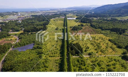 無人機攝影｜滋賀縣高島市牧野町新綠水杉大道鳥瞰琵琶湖 115222708