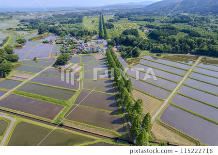 Drone photography | Fresh green metasequoia tree-lined road and rice fields after rice planting | Makino Town, Takashima City, Shiga Prefecture 115222718