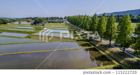 無人機攝影 | 滋賀縣高島市牧野町的鮮綠水杉林蔭道與水稻種植後的稻田 115222720