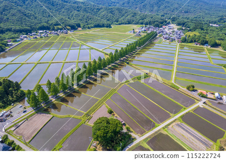 無人機攝影 | 滋賀縣高島市牧野町的鮮綠水杉林蔭道與水稻種植後的稻田 115222724
