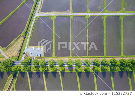 Drone photography | Fresh green metasequoia tree-lined road and rice fields after rice planting | Makino Town, Takashima City, Shiga Prefecture Drone photography | Fresh green metasequoia tree-lined road and rice fields after rice planting | Makino Town, Takashima City, Shiga Prefecture 115222727