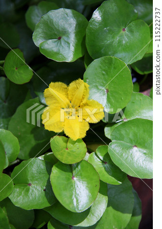 淺草花 淺草花 115222737