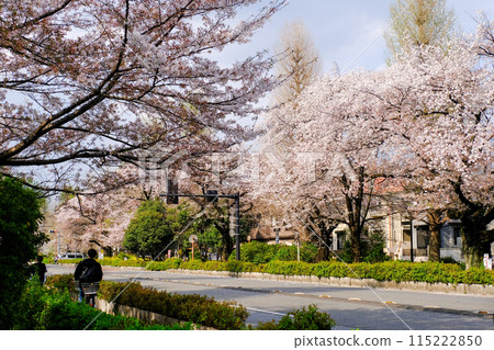 Tokyo, Kunitachi, Spring, Daigaku-dori 115222850
