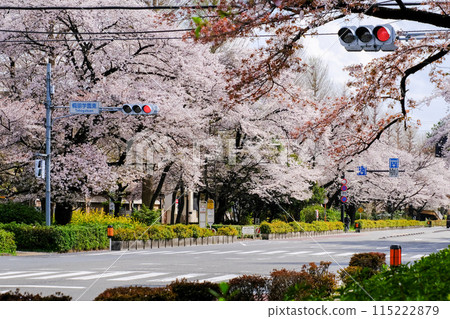 東京都國立市大學街春天 東京都國立市大學街春天 115222879
