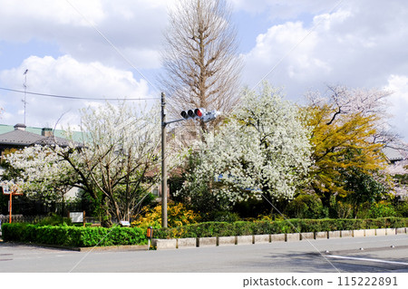 東京都國立市大學街春天 東京都國立市大學街春天 115222891