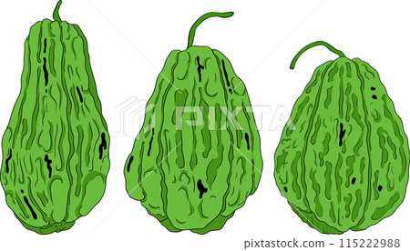 Chayote, Mexican cucumber vector colored illustration. Organic healthy nutrient super food vegan ingredient Chayote, Mexican cucumber vector colored illustration. Organic healthy nutrient super food vegan ingredient 115222988