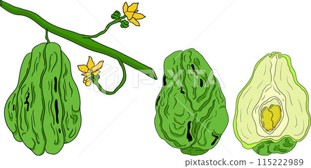 Chayote, Mexican cucumber vector colored illustration. Organic healthy nutrient super food vegan ingredient 115222989