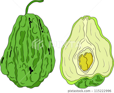 Chayote, Mexican cucumber vector colored illustration. Organic healthy nutrient super food vegan ingredient 115222996
