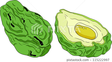 Chayote, Mexican cucumber vector colored illustration. Organic healthy nutrient super food vegan ingredient 115222997