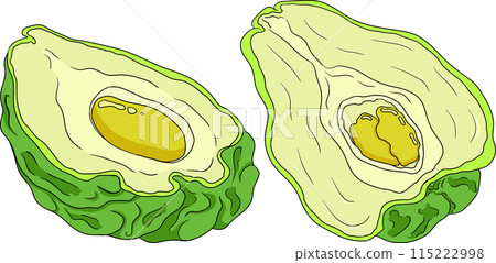 Chayote, Mexican cucumber vector colored illustration. Organic healthy nutrient super food vegan ingredient Chayote, Mexican cucumber vector colored illustration. Organic healthy nutrient super food vegan ingredient 115222998