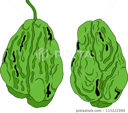 Chayote, Mexican cucumber vector colored illustration. Organic healthy nutrient super food vegan ingredient 115222999