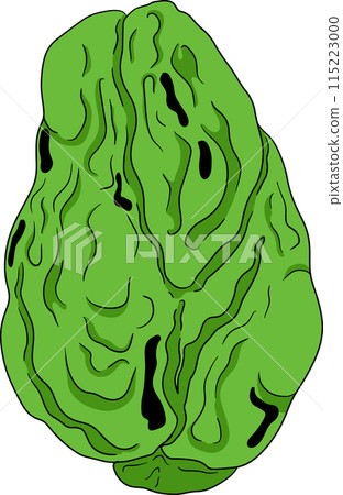 Chayote, Mexican cucumber vector colored illustration. Organic healthy nutrient super food vegan ingredient 115223000