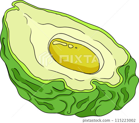 Chayote, Mexican cucumber vector colored illustration. Organic healthy nutrient super food vegan ingredient 115223002
