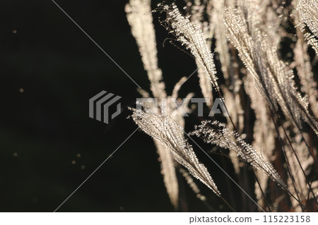 Susuki swaying in the wind 115223158