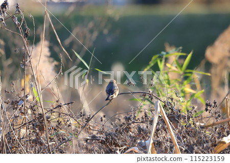 Shrike perching on a branch 115223159