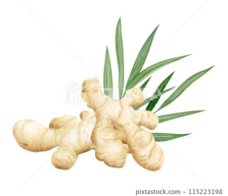 Raw ginger roots with leaves watercolor illustration isolated on white background in pastel beige and green colors. Horseradish spice for kitchen designs and organic healthy superfood products 115223198