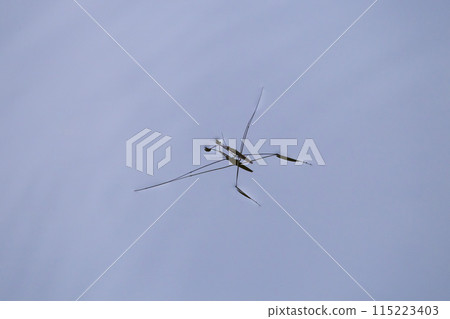 水黽漂浮在水面上 水黽漂浮在水面上 115223403