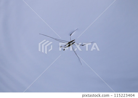 水黽漂浮在水面上 115223404