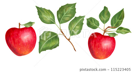 Fruit set of red apples with leaves. Botanical illustration with watercolors and markers. Hand drawn isolated art. Food clipart for food packaging design, menus and juices. Harvesting, production. 115223405